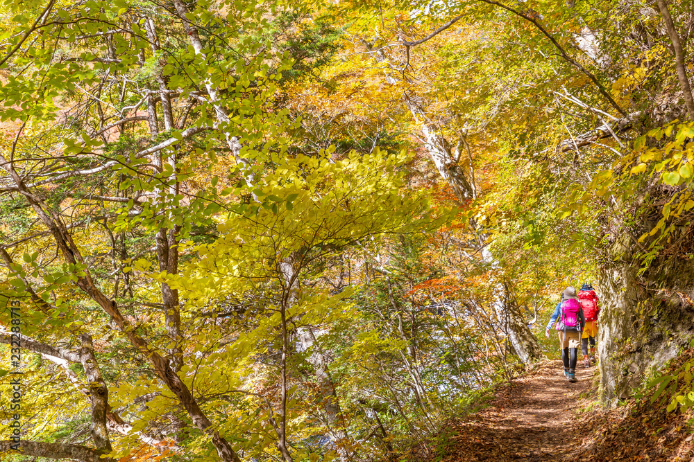 鮮やかな紅葉の登山道