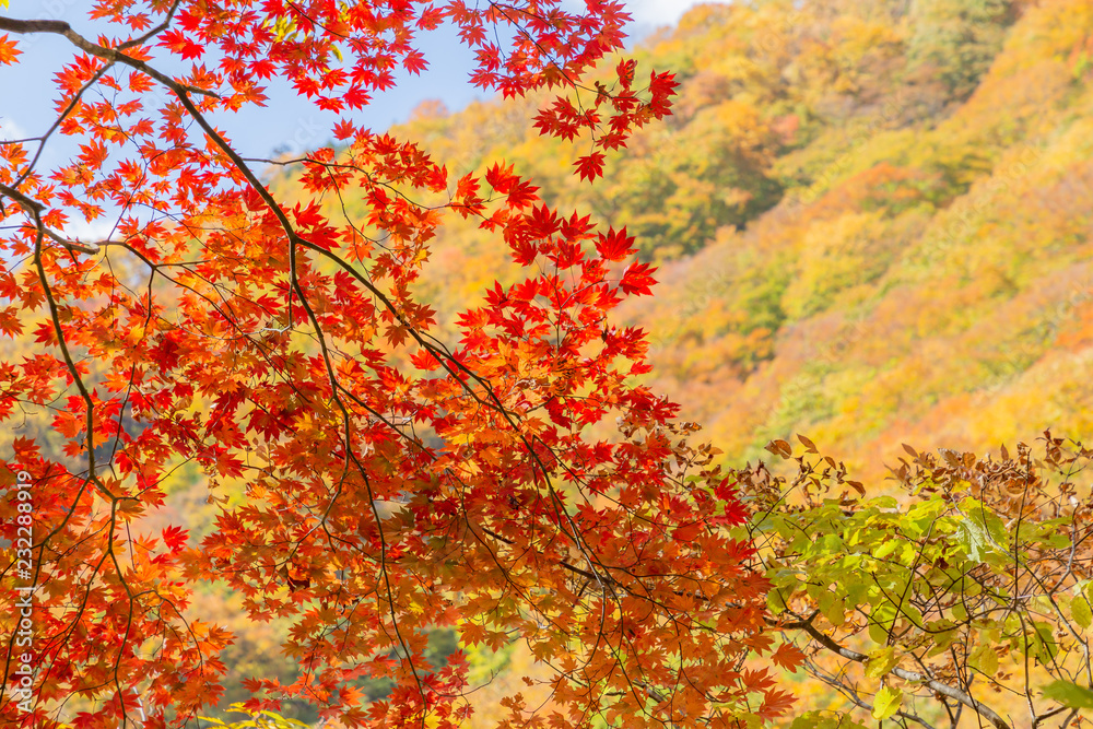 鮮やかな紅葉の木