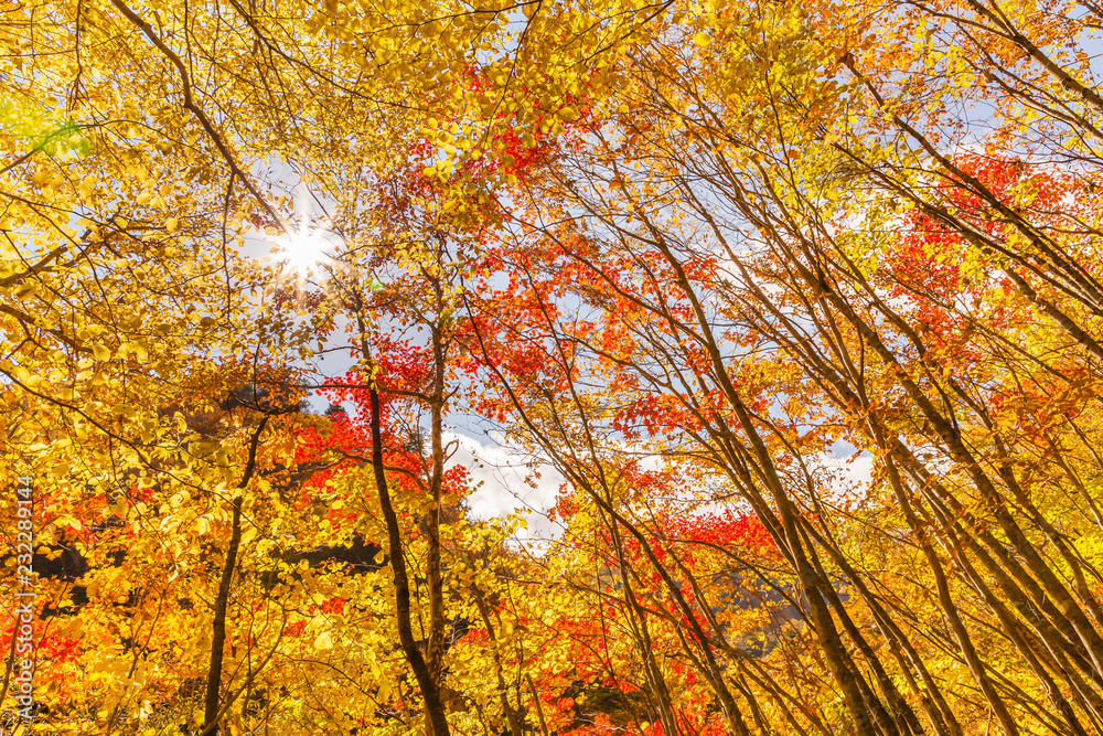 鮮やかな紅葉の木