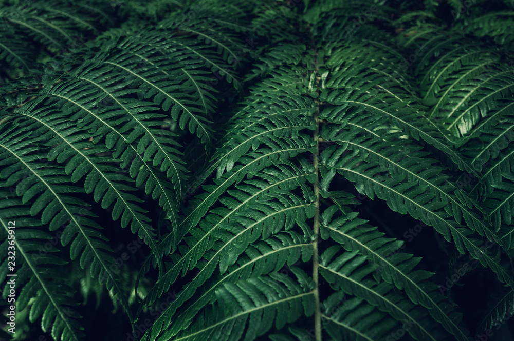 Fern backround. Green fern leaves in the forest close up