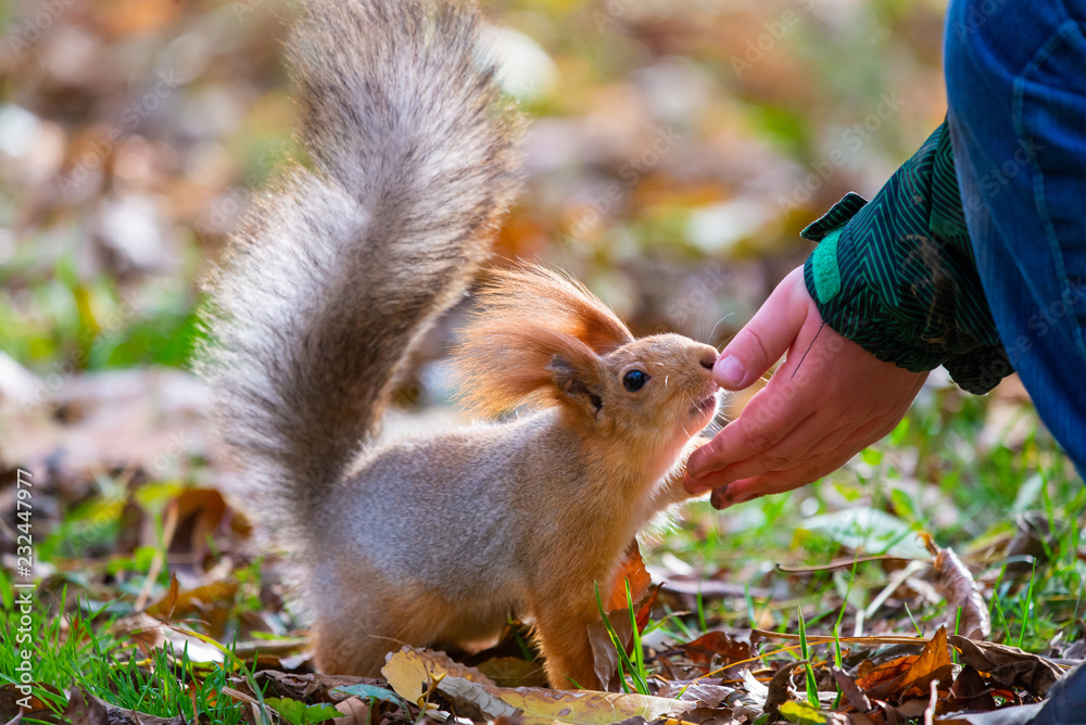 松鼠或Sciurus vulgaris在野生动物的背景上吃手上的坚果和秋叶