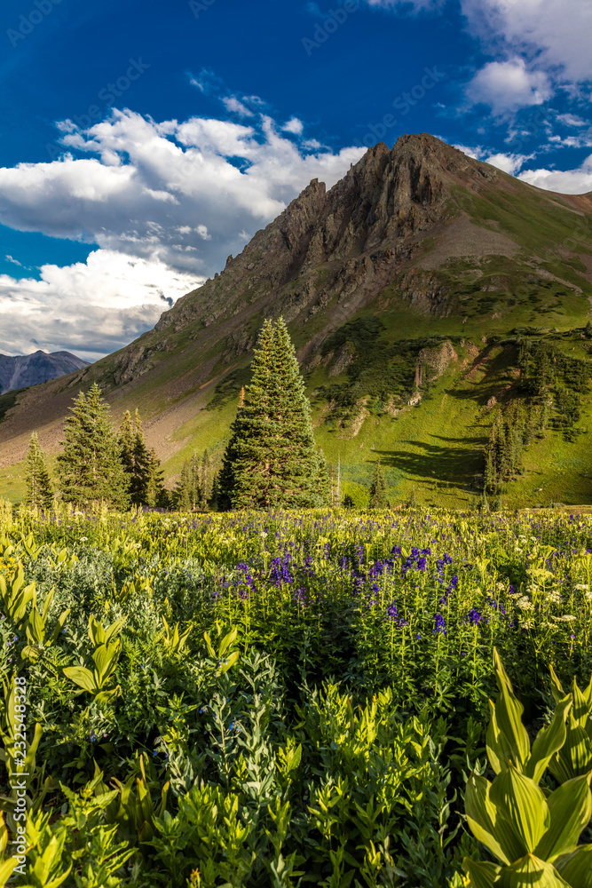 2018年7月20日-美国科罗拉多州OURAY-OURAY公司外的扬基男孩盆地山花盛开