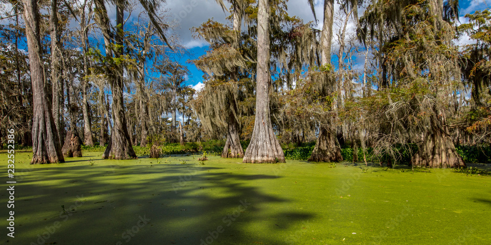 Cajun Swamp & Lake Martin, near Breaux Bridge and Lafayette Louisiana