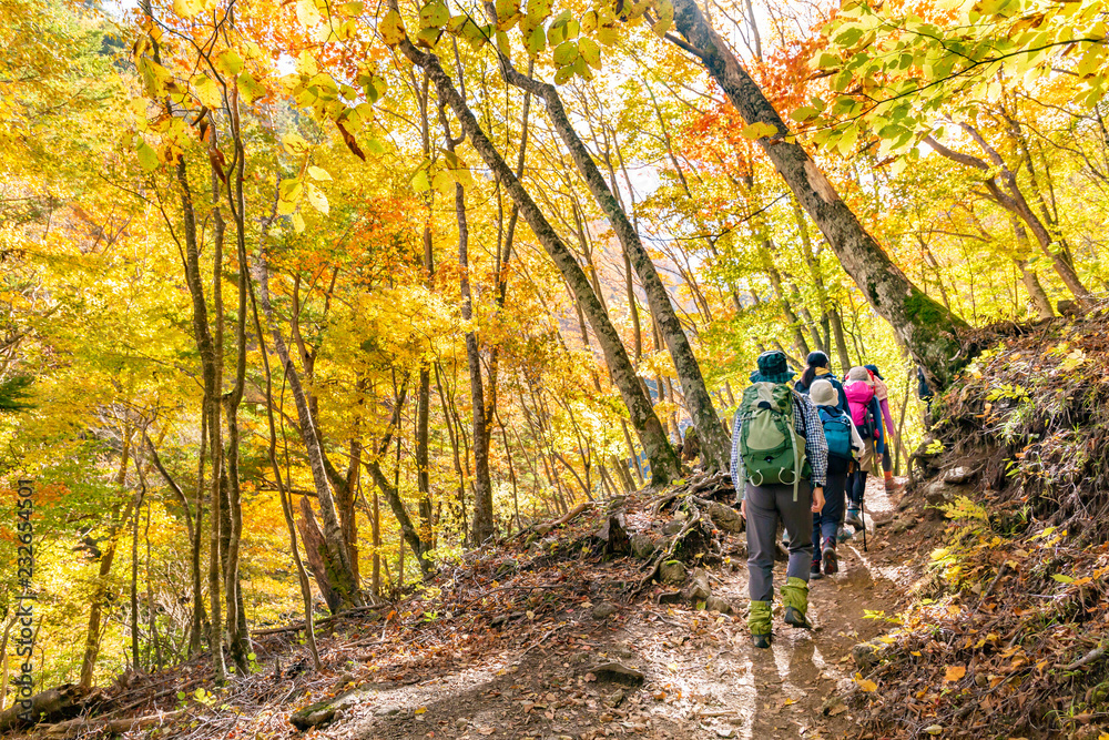 鮮やかな紅葉の登山道