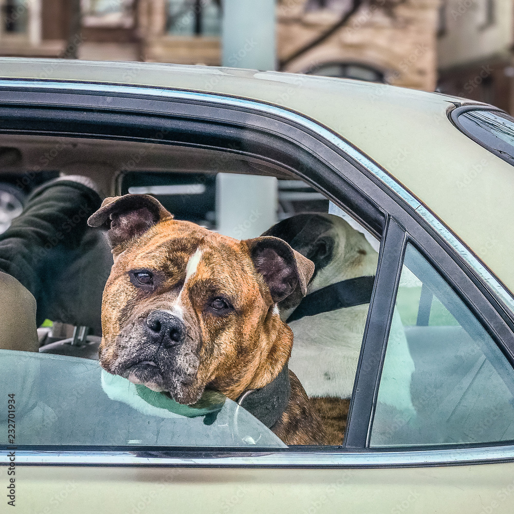 Serious dog with Head out Window in moving car