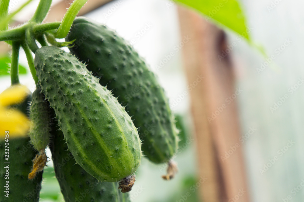 Young cucumbers growing on a branch in a greenhouse