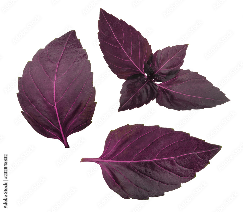 Red basil leaves isolated on white background