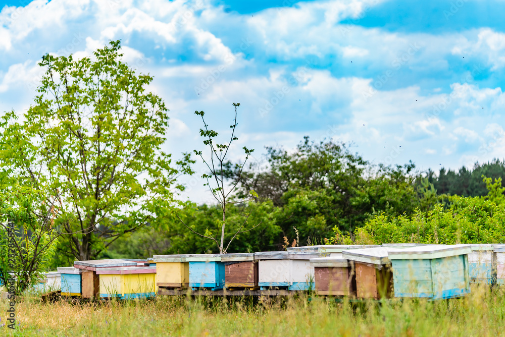 Hives of bees in the apiary.A cluster of beehives sit among trees on the blue background of sky.