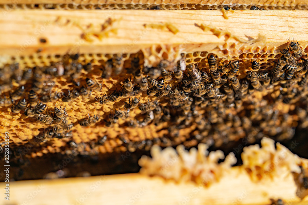 Closeup of bees on honeycomb in apiary - selective focus, copy space. . Macro shot