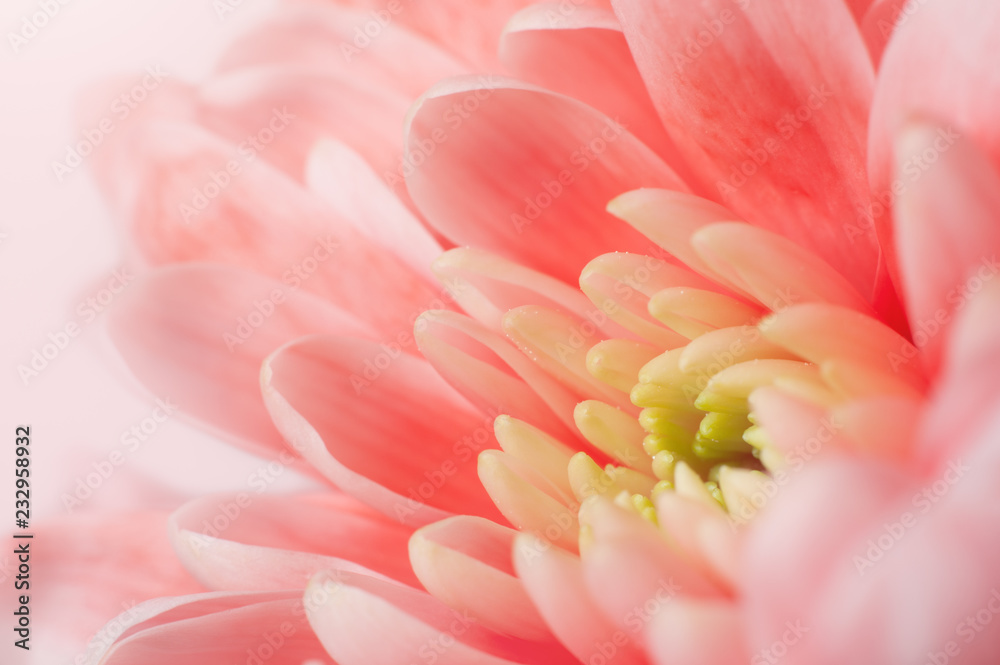 Pink Chrysanthemum close-up. Macro image with small depth of field.