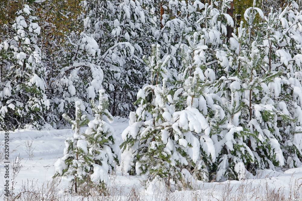 森林里的雪