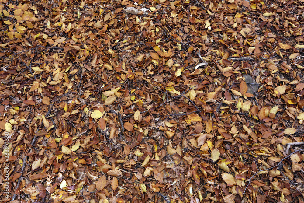 background texture of leaves