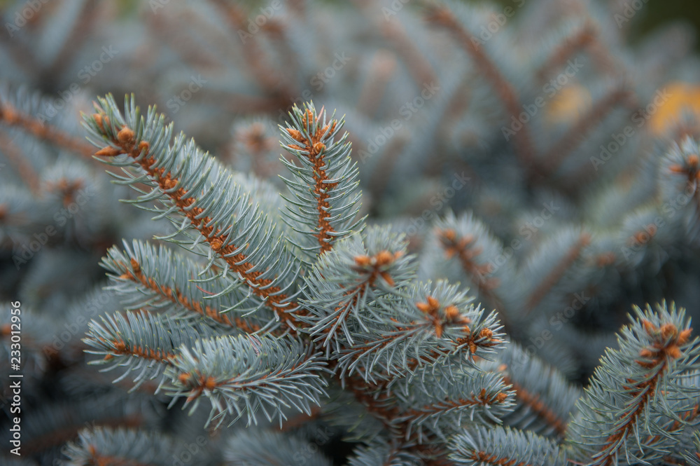 Background texture of fir tree branches for a christmas design