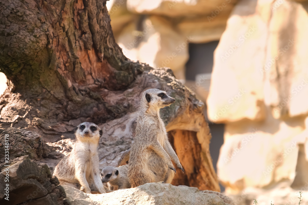 Cute meerkats in zoological garden