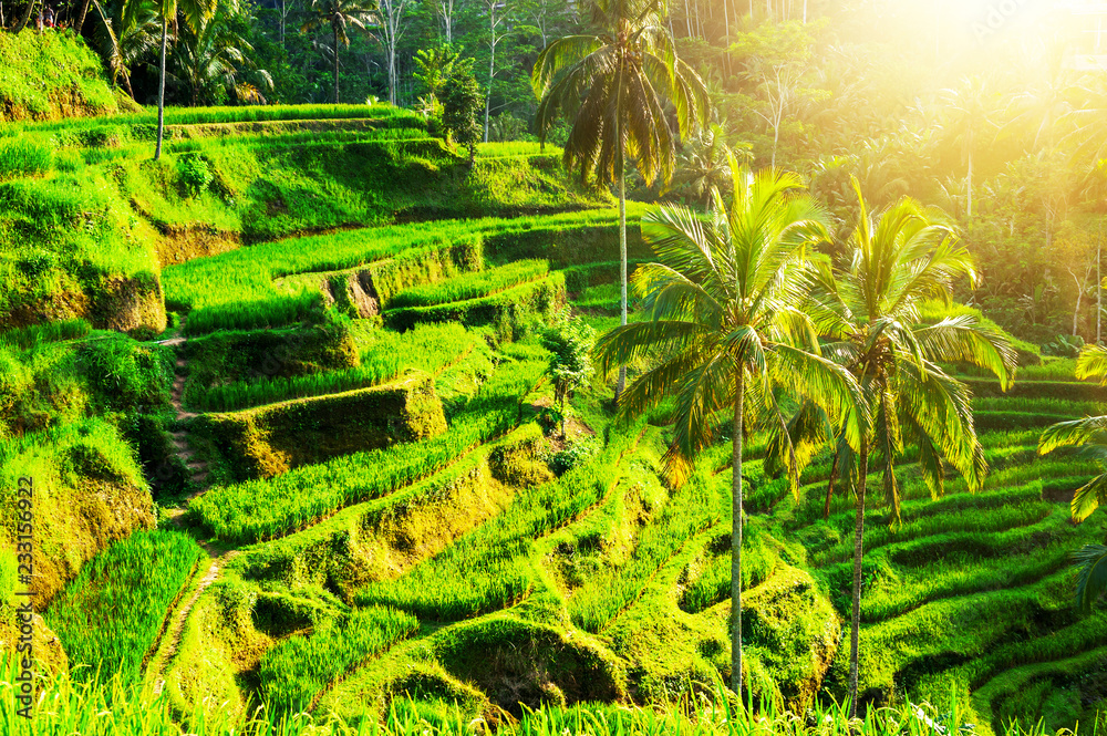 Rice terraces in the Asia