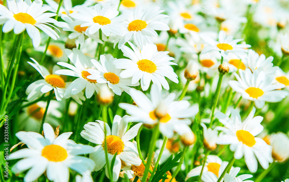 Field of daisy flowers