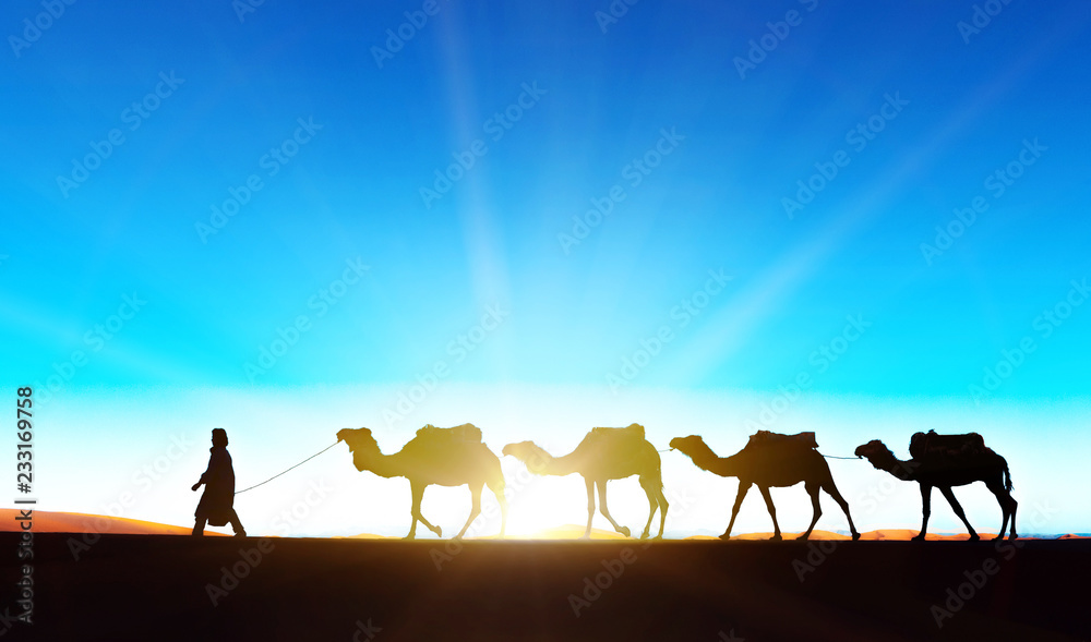 Camel caravan going through the sand dunes in the Sahara Desert, Morocco.