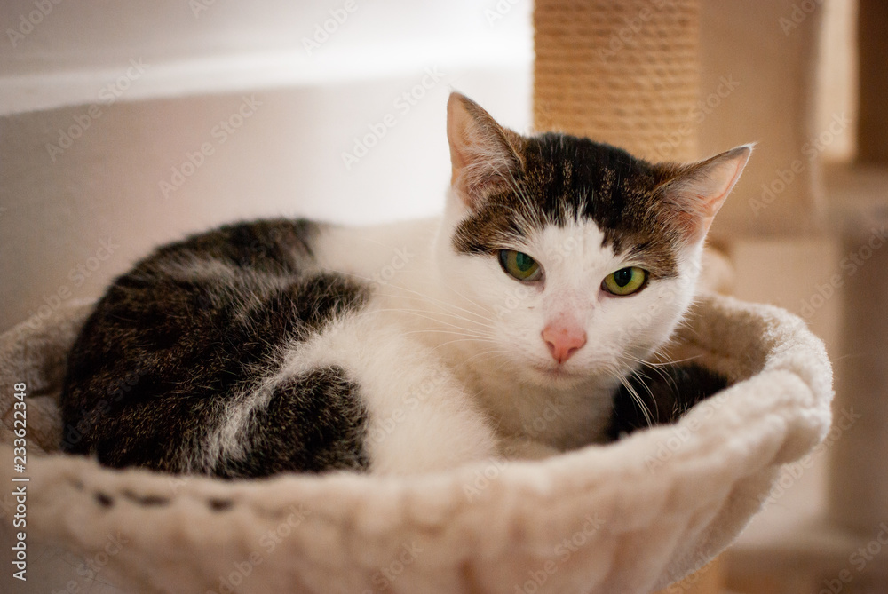 A black and white cat laying in her nest looking at you with her green eyes