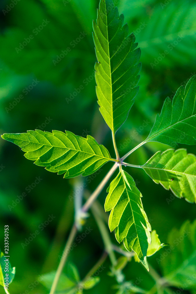 绿树成荫