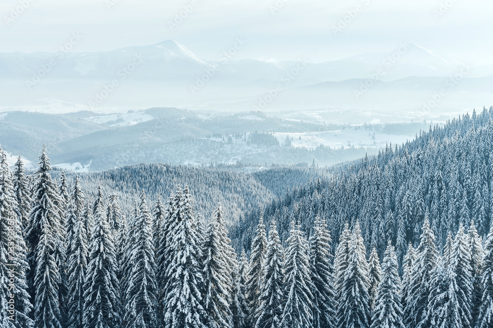 Christmas background with snowy fir trees and heavy snowfall. Winter mountains landscape