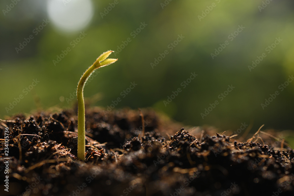 自然背景下晨光中的年轻植物