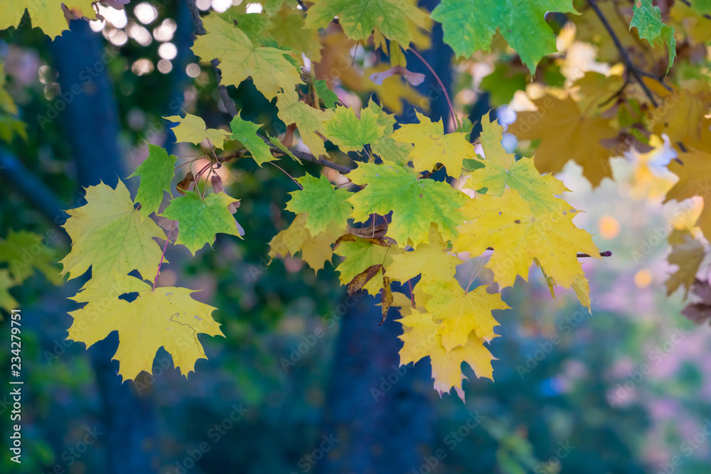 Yellow maple leaves in autumn park