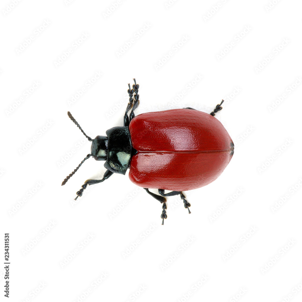 red beetle on a white