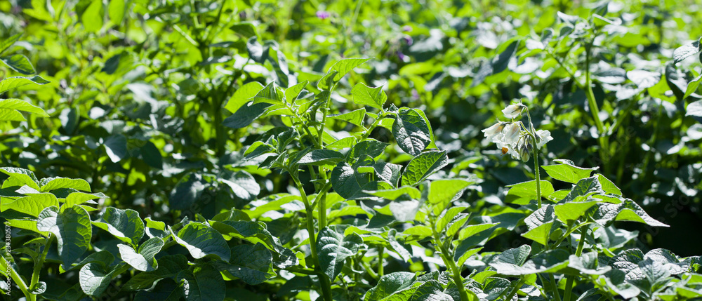 波托托托成熟植物，有籽荚——绿色番茄状浆果。