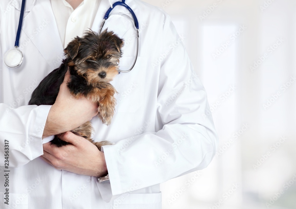 Small cute dog examined at the veterinary doctor, close-up