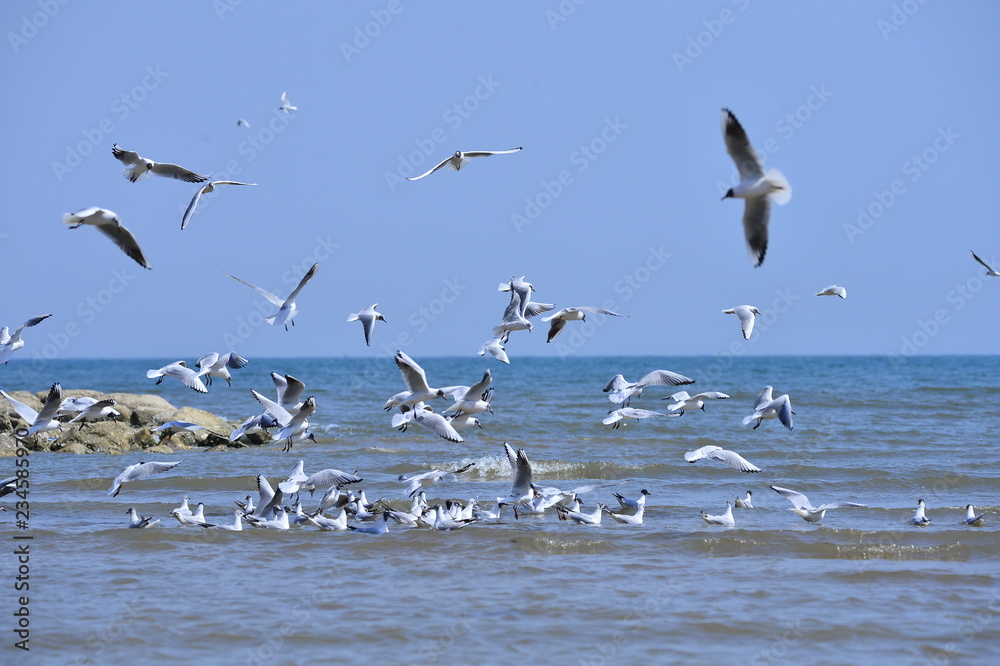 海鸥自由飞翔