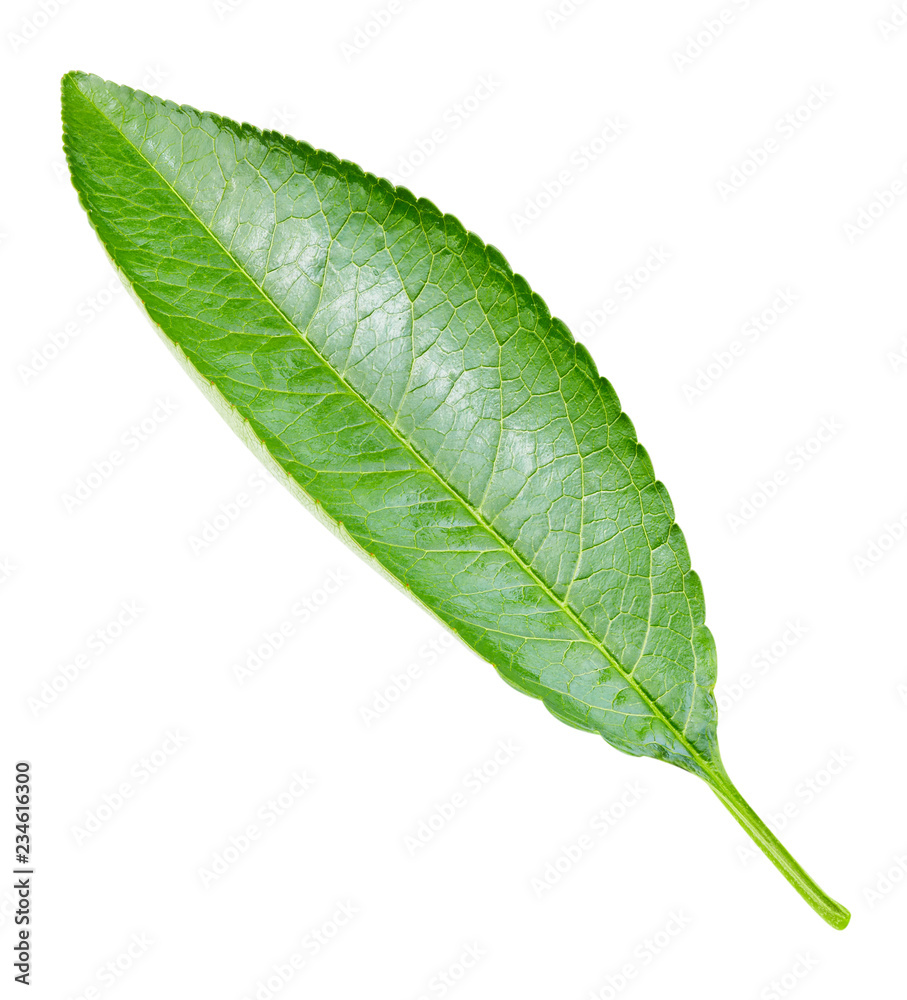 Peach leaf isolated