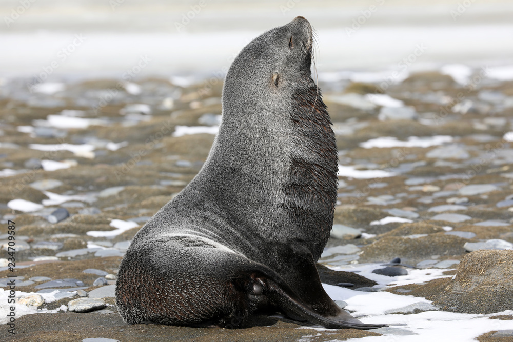 A young fur seal on Salisbury Plain on South Georgia in the Antarctic