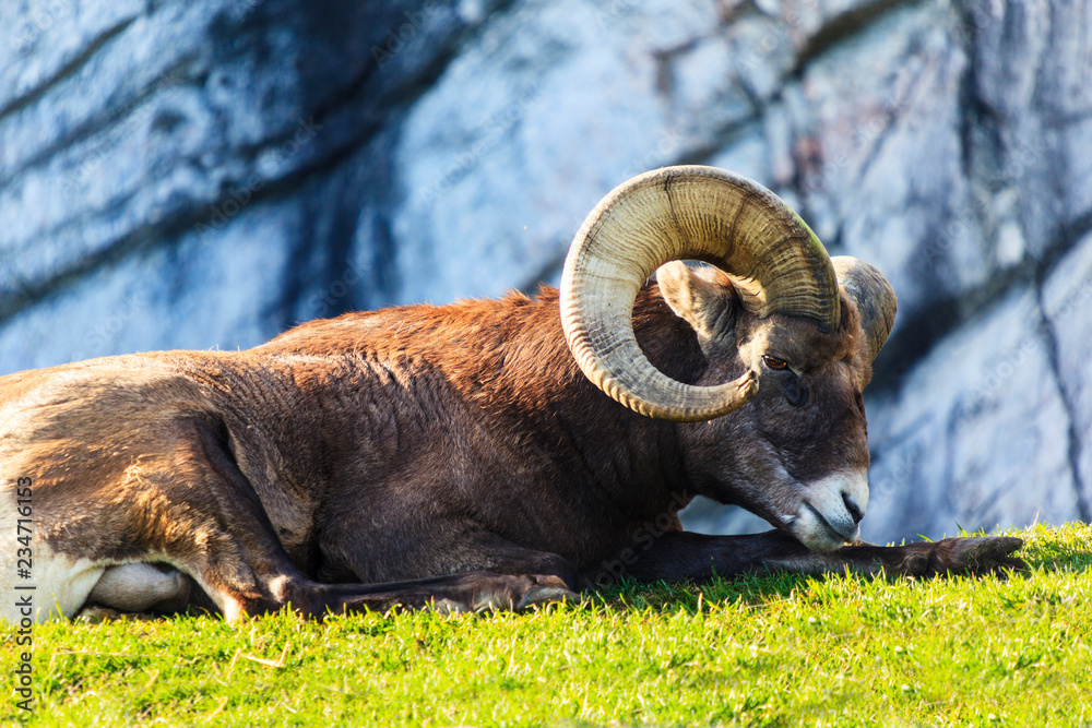 Bighorn Sheep