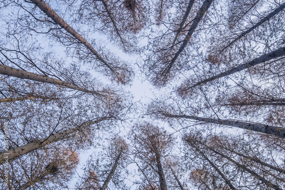 水杉树干在冬天向后倾斜