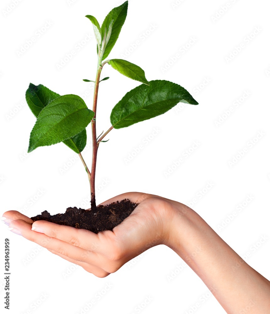 Hand Holding a Young Plant