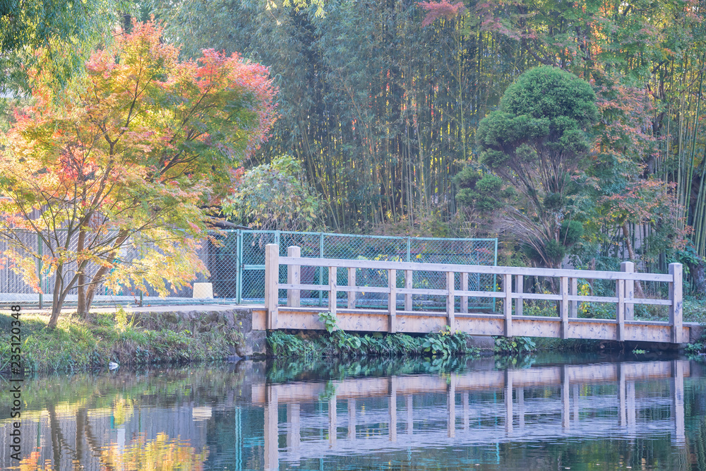 美丽的红色枫叶在日本大田市金林湖，秋天阳光明媚，蓝天，特写，c