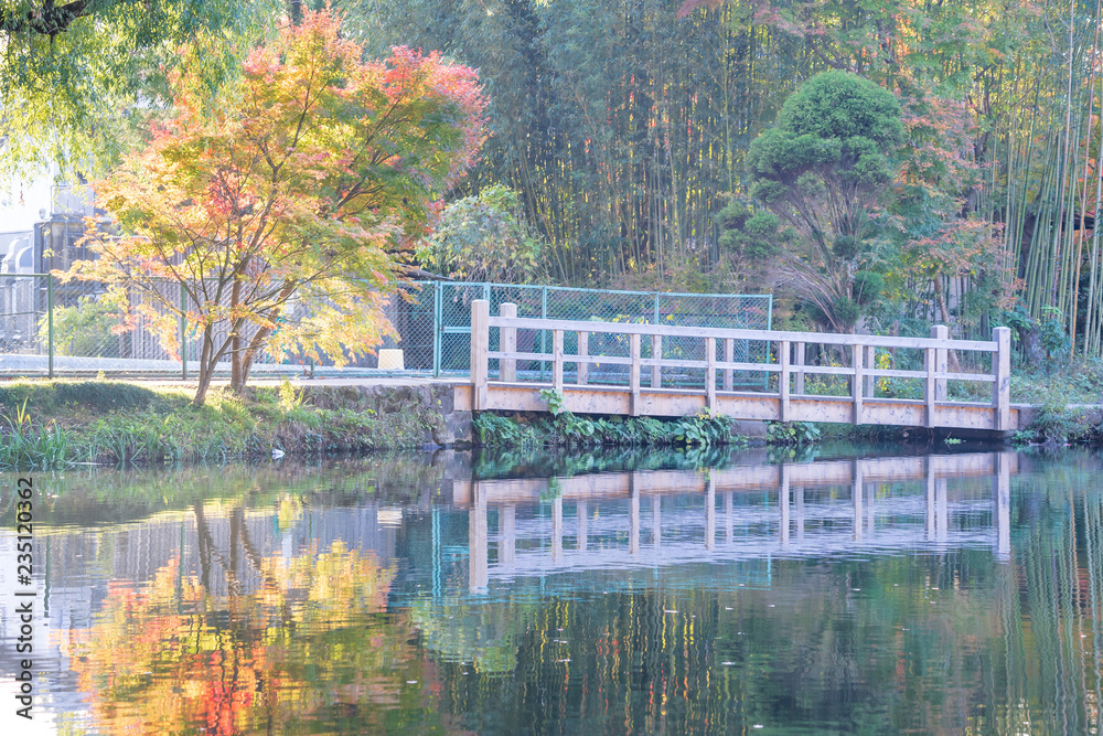 美丽的红色枫叶在日本大田金林湖，秋天阳光明媚，蓝天，特写，c