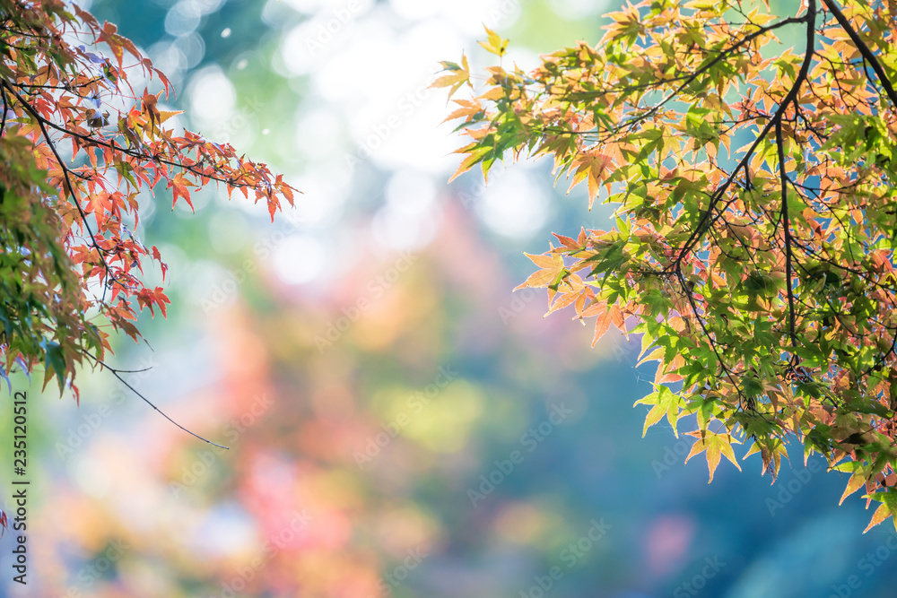 秋天阳光明媚的日子里，日本大田市金林湖美丽的红色枫叶，蓝天，特写，c