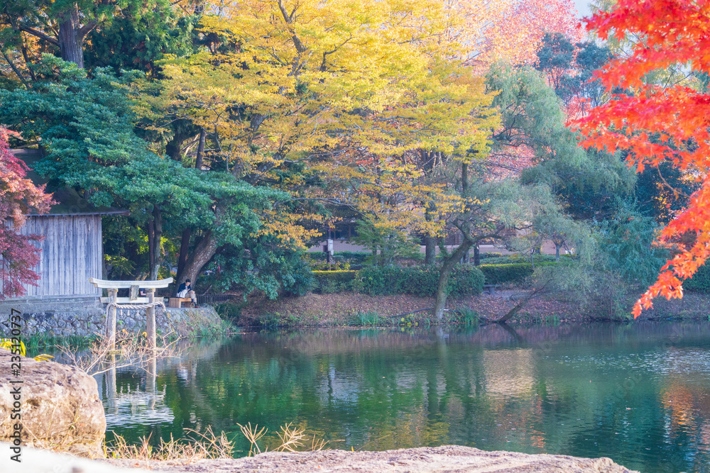 美丽的红色枫叶和日本torii，在秋天的阳光明媚的日子里，在日本大田的金林湖，bl