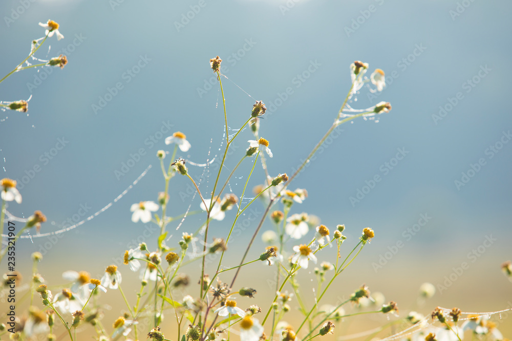 Grass flower with spider web