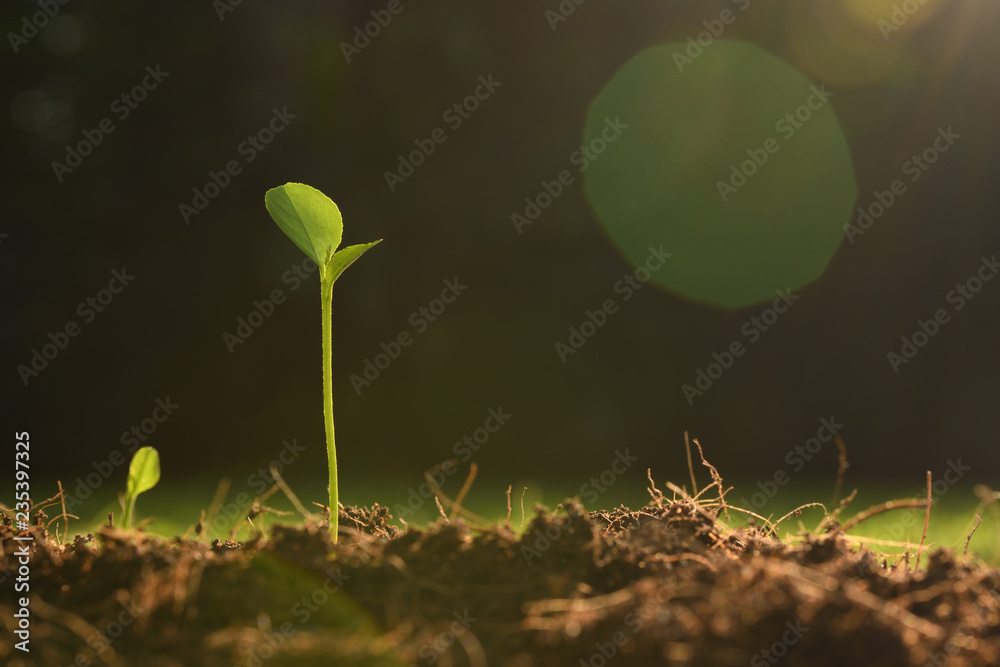 Young plant in the morning light on nature background