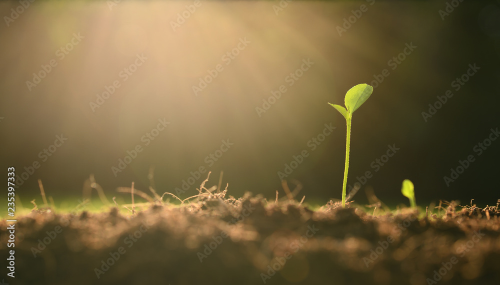 Young plant in the morning light on nature background