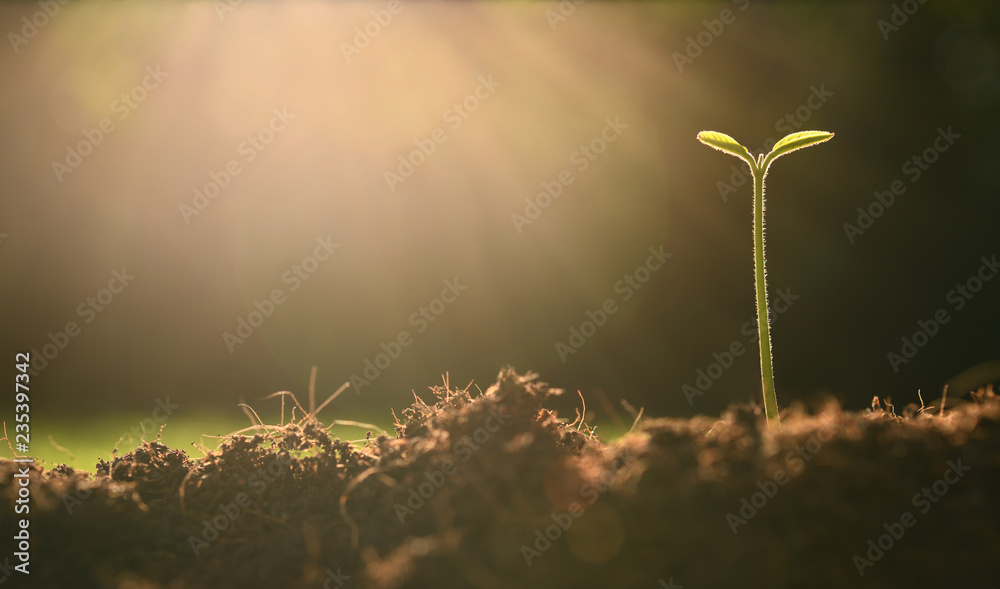 Young plant in the morning light on nature background