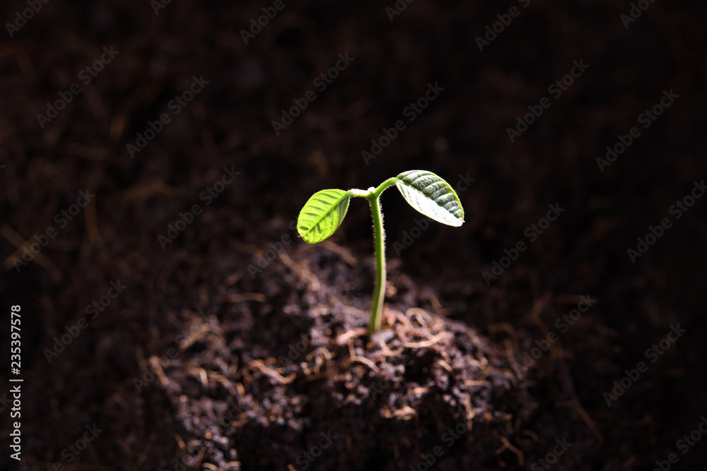 晨光中从土壤中长出的年轻植物