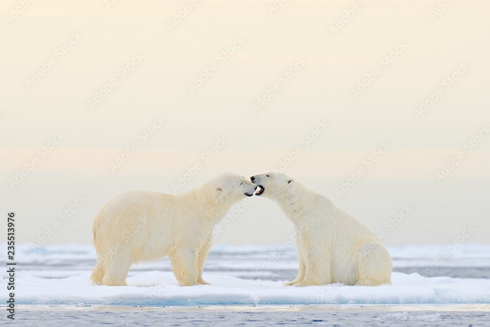 两只北极熊在带雪的浮冰上放松，白色动物在斯瓦尔巴群岛的自然栖息地，否