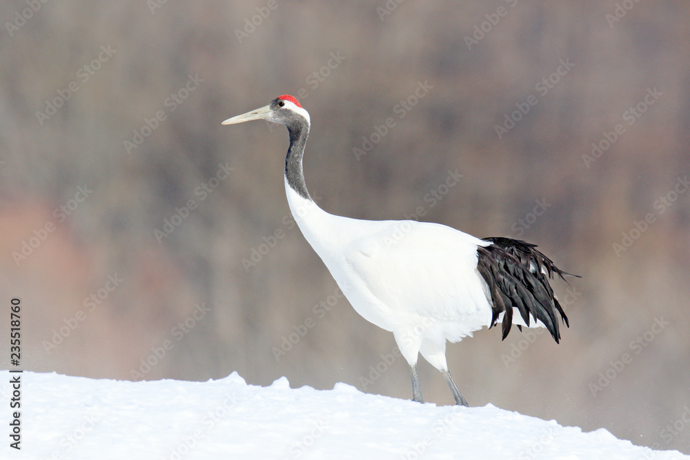 丹顶鹤，Grus japonensis，在雪地里行走，中国。自然栖息地的美丽鸟类