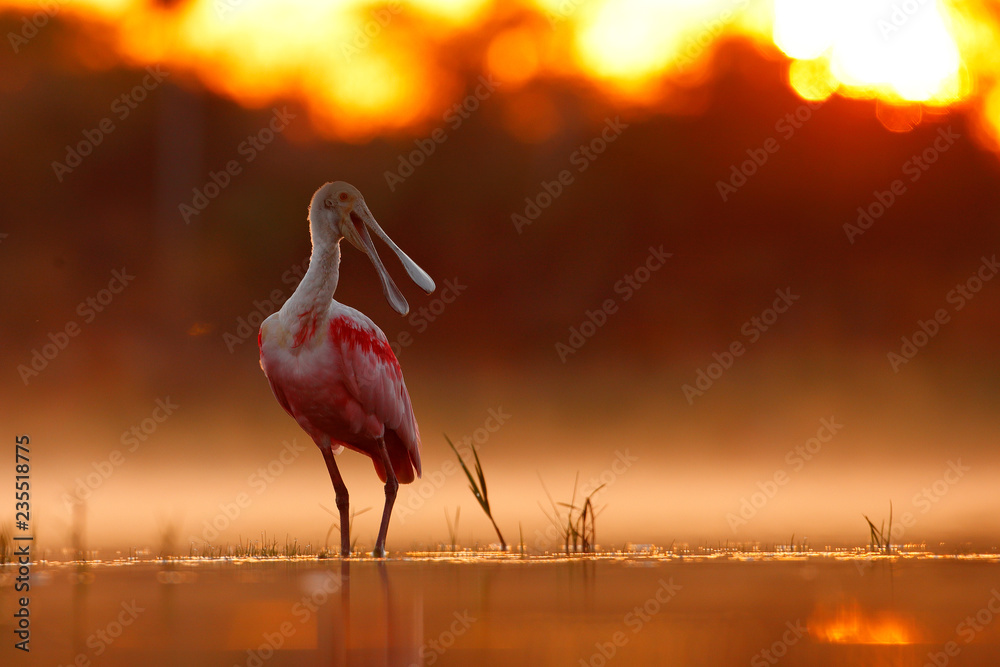 美丽的日出与鸟类，Platalea ajaja，Roseate Spoonbill，水中阳光背光，细节p