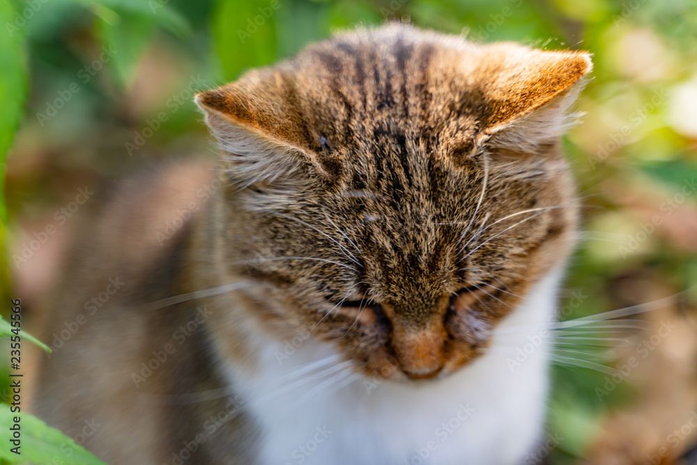 试图在户外睡觉的猫的特写。一只美丽的流浪猫坐在公园的地上。