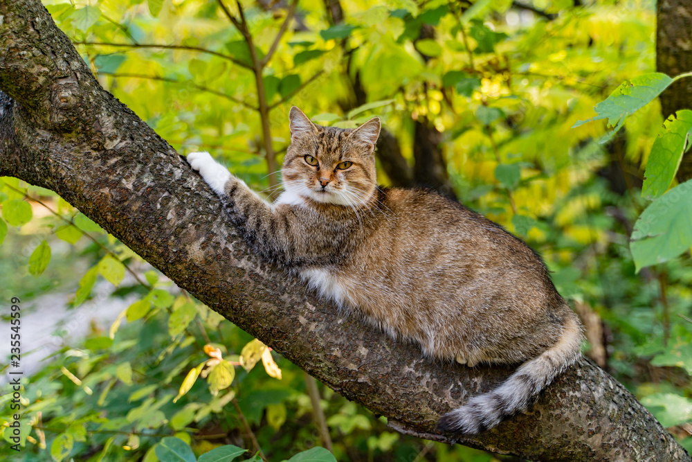 一只黄眼睛的流浪猫直视镜头。一只猫坐在树枝上
1149662314,打开菜单，牛奶砖，输液袋，薄刀，两个西兰花，