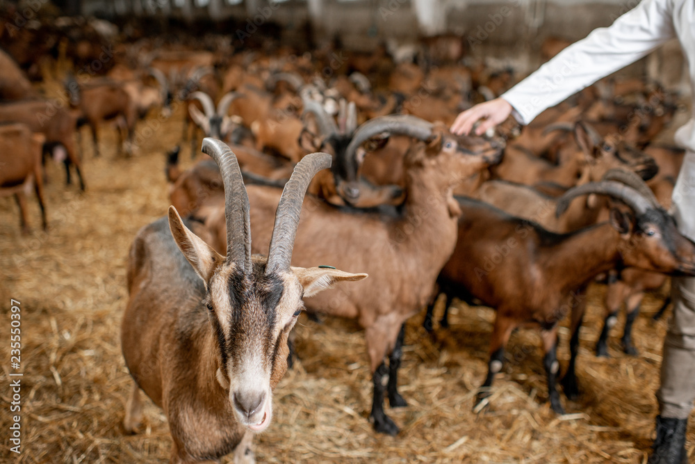 Veterinarian stroking with hand beautiful goats of alpine breed in the stable of a milk farm. Close-